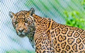 Predators, jaguar, regardent HD Fonds d'écran
