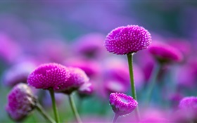 Fleurs violettes et floue
