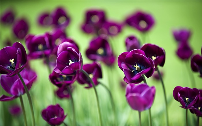 Fleurs de tulipes pourpres, fond vert Fonds d'écran, image