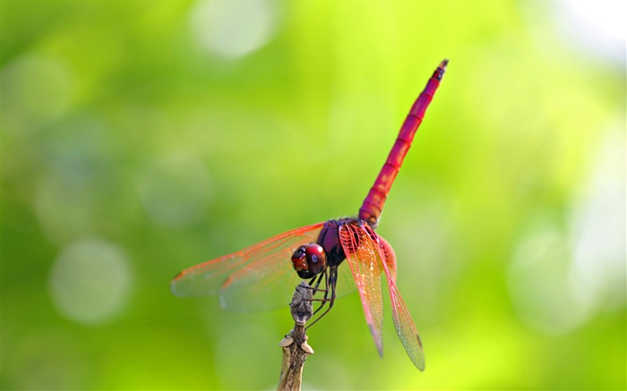 libellule rouge Fonds d'écran, image