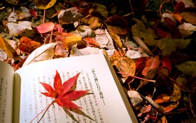 Les feuilles rouges, livre japonais HD Fonds d'écran