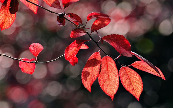 Les feuilles rouges sous le soleil Fonds d'écran, image