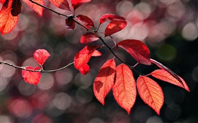 Les feuilles rouges sous le soleil