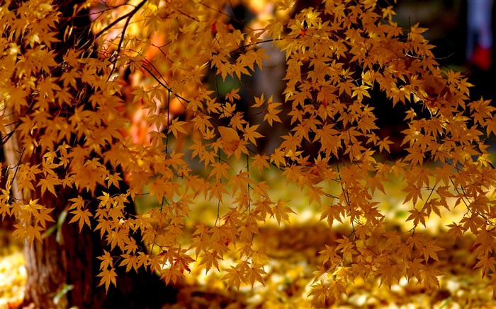 Feuilles d'érable rouge, arbre, automne Fonds d'écran, image