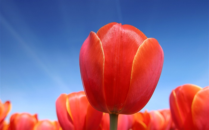 Rouge fleur de tulipe close-up, ciel bleu Fonds d'écran, image