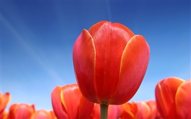 Rouge fleur de tulipe close-up, ciel bleu