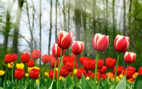 Fleurs de tulipes rouges HD Fonds d'écran