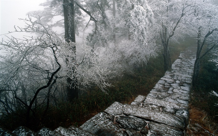 paysages rime, arbres, hiver, neige, paysages Chine Fonds d'écran, image