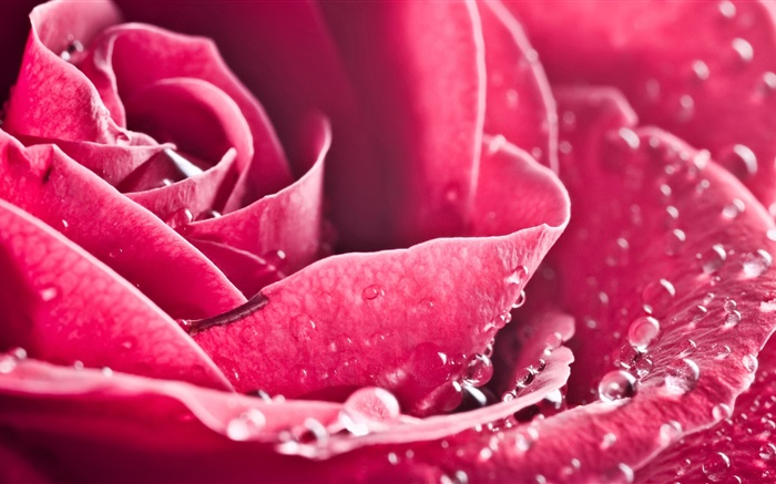 fleur rose close-up, pétales, gouttes d'eau Fonds d'écran, image