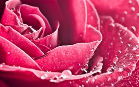 fleur rose close-up, pétales, gouttes d'eau