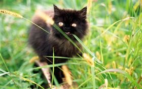 Petit chaton noir dans l'herbe HD Fonds d'écran