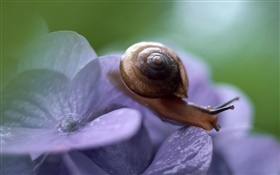 Escargot, fleurs bleues HD Fonds d'écran