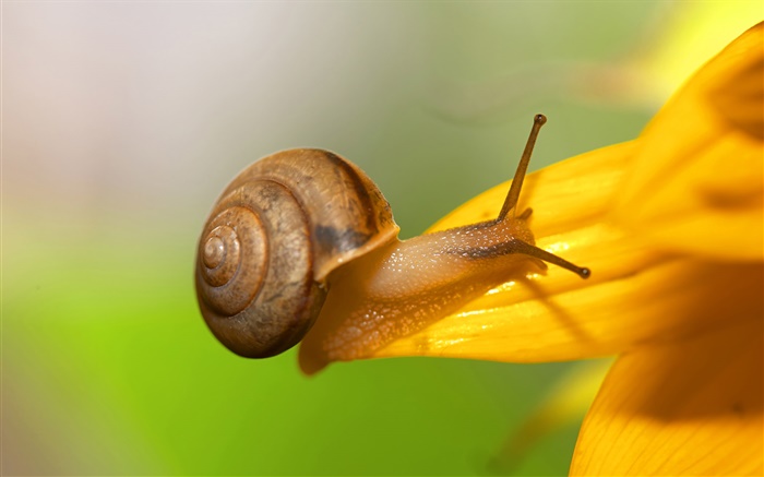 escargot close-up, des pétales de fleurs jaunes Fonds d'écran, image