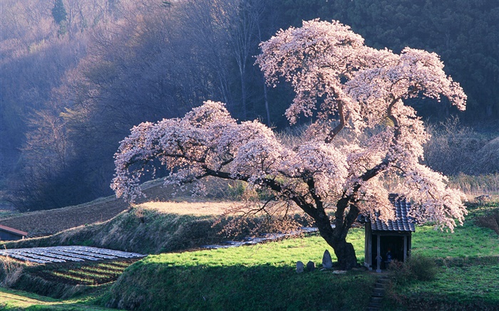 Cerisier de printemps Fonds d'écran, image