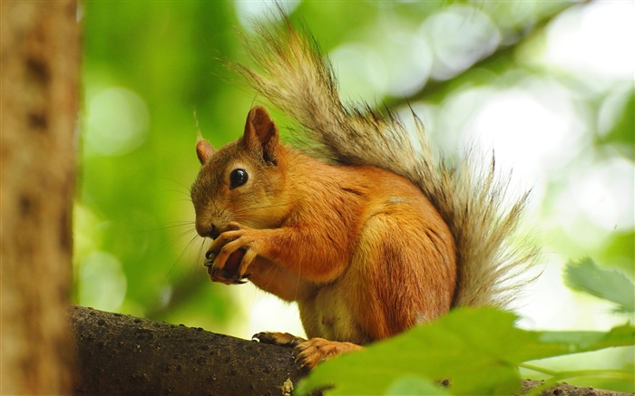 Squirrel manger des fruits Fonds d'écran, image