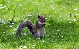Écureuil dans l'herbe