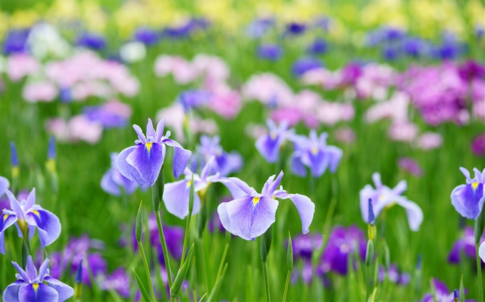 Iris de fleurs d'été Fonds d'écran, image