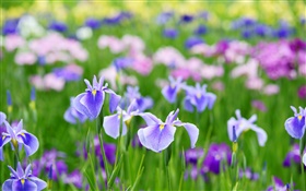 Iris de fleurs d'été