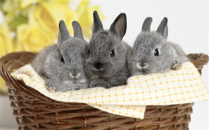 Trois lapin gris Fonds d'écran, image