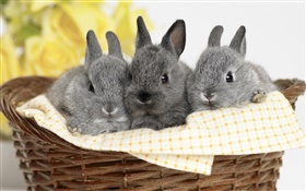 Trois lapin gris