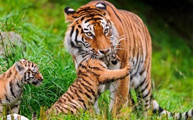 famille tigre, de l'herbe