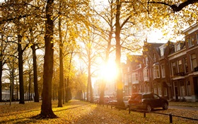 Les arbres, la lumière du soleil, automne, maisons HD Fonds d'écran