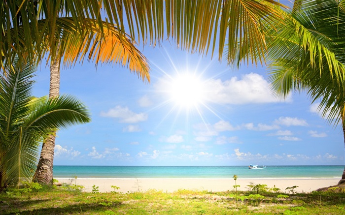 Plage tropicale, soleil, palmiers Fonds d'écran, image