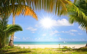Plage tropicale, soleil, palmiers HD Fonds d'écran