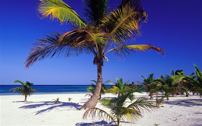 Plage tropicale avec palmiers Fonds d'écran, image