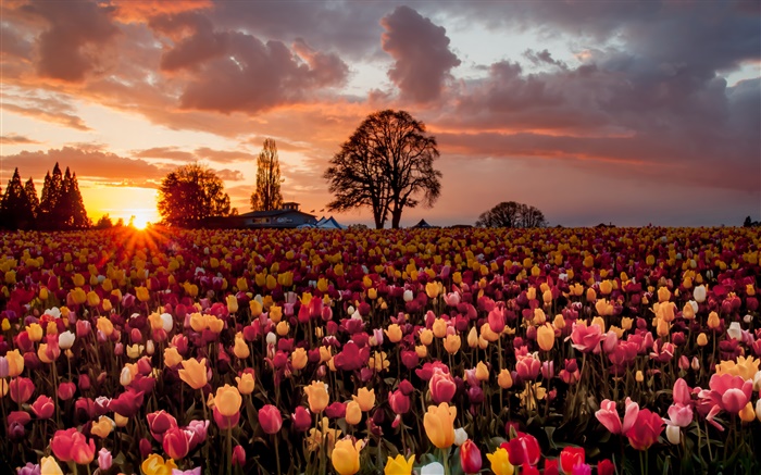 champ de fleurs tulipe, coucher de soleil chaud Fonds d'écran, image