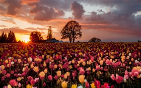 champ de fleurs tulipe, coucher de soleil chaud