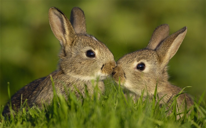 Deux lapin gris Fonds d'écran, image