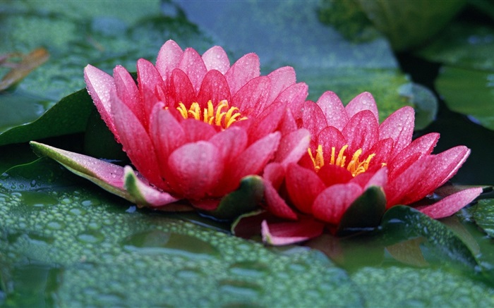 Deux roses lotus, lac, des gouttelettes d'eau Fonds d'écran, image