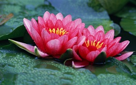 Deux roses lotus, lac, des gouttelettes d'eau HD Fonds d'écran