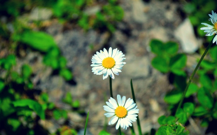 Deux marguerites fleurs blanches Fonds d'écran, image