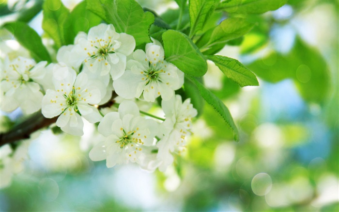 Blanc fleurs de cerisier Fonds d'écran, image
