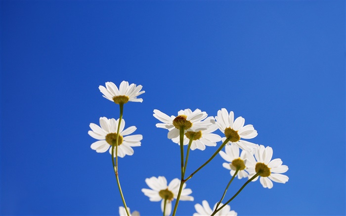 Blanc petites fleurs, ciel bleu Fonds d'écran, image