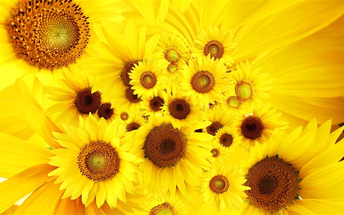 Fleurs jaunes, des tournesols Fonds d'écran, image