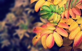 Les feuilles jaunes, automne HD Fonds d'écran