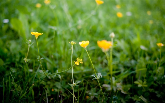 jaune des fleurs sauvages Fonds d'écran, image