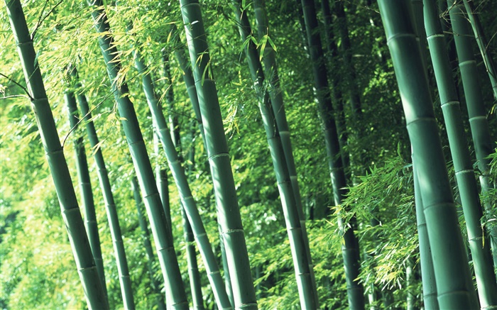 air forêt de bambous frais Fonds d'écran, image