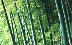 air forêt de bambous frais HD Fonds d'écran