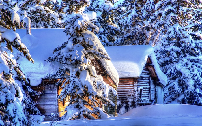 Alaska, neige épaisse, la forêt, l'épinette, huttes, hiver Fonds d'écran, image
