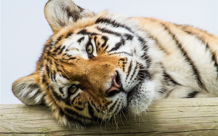 Amur visage de tigre close-up Fonds d'écran, image