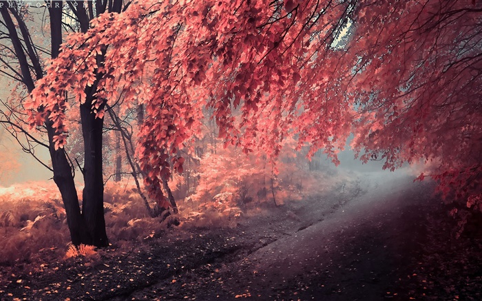 Couleur de l'automne, les feuilles rouges, chemin Fonds d'écran, image