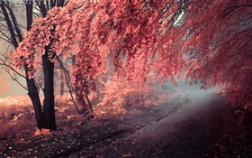 Couleur de l'automne, les feuilles rouges, chemin HD Fonds d'écran