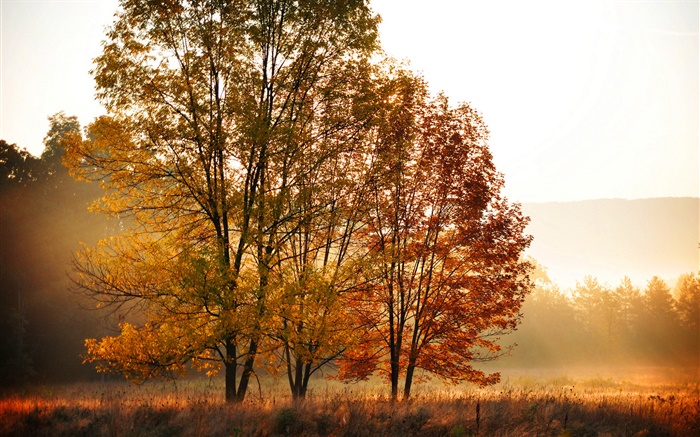 Automne, matin, arbres, brouillard Fonds d'écran, image