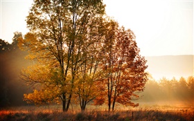 Automne, matin, arbres, brouillard HD Fonds d'écran