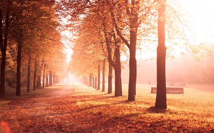 parc de l'automne, les arbres, chemin, feuilles jaunes Fonds d'écran, image