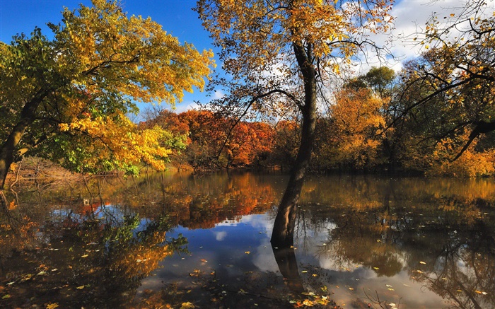 Automne, étang, arbres, réflexion de l'eau Fonds d'écran, image